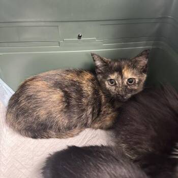 Iggy -  Domestic Short Hair Cat for Adoption in Indianapolis, Indiana - Iggy | PetCurious