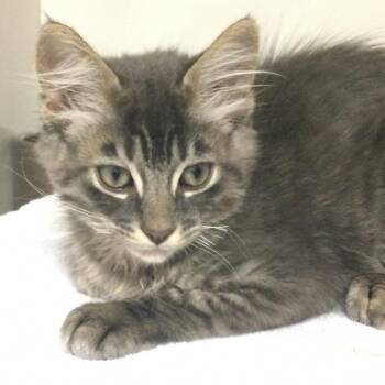 Thistle -  Domestic Medium Hair Cat for Adoption in Redwood City, California - Thistle | PetCurious