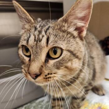 Usher -  Domestic Short Hair Cat for Adoption in Oshkosh, Wisconsin - Usher | PetCurious