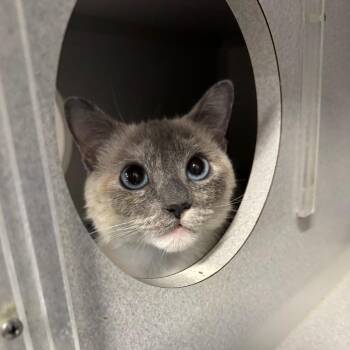 Junee -  Domestic Short Hair Cat for Adoption in Lakewood, California - Junee | PetCurious
