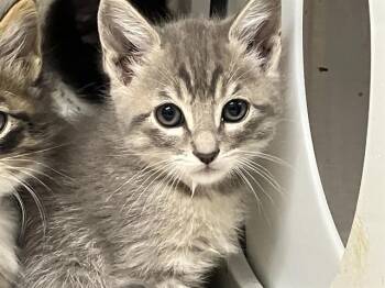 Domestic Short Hair Cats Available for Adoption in Tustin, California - PLUM | PetCurious