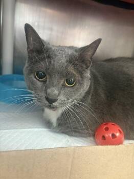 Nala -  Domestic Short Hair Cat for Adoption in Cincinnati, Ohio - Nala | PetCurious