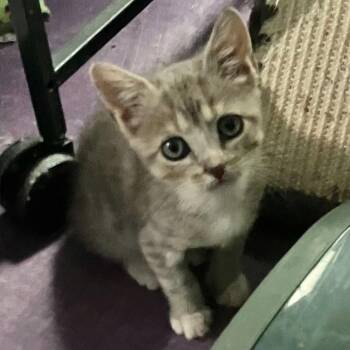 Datsun -  Domestic Short Hair Cat for Adoption in Candler, North Carolina - Datsun | PetCurious