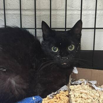 SVAS-Stray-38869 -  Domestic Short Hair Cat for Adoption in Lyndhurst, Virginia - SVAS-Stray-38869 | PetCurious