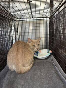 Pan Tostado -  Domestic Short Hair Cat for Adoption in Austin, Texas - Pan Tostado | PetCurious