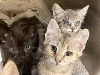 SONYA BLADE -  Domestic Short Hair Cat for Adoption in Tustin, California - SONYA BLADE | PetCurious