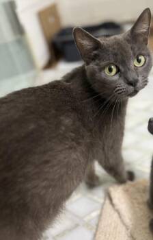 Russian Blue Cats Available for Adoption in Liverpool, Texas - Blue Lily | PetCurious