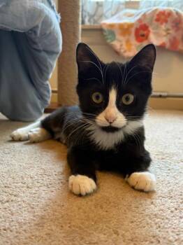 Rescue Domestic Short Hair Cats for Adoption in Wilmington Island, Georgia - Colorado | PetCurious