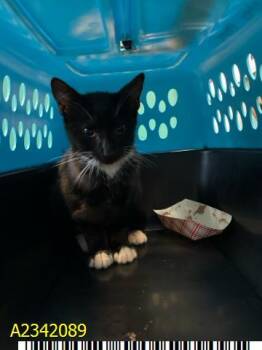 WILLOW -  Domestic Short Hair Cat for Adoption in West Palm Beach, Florida - WILLOW | PetCurious