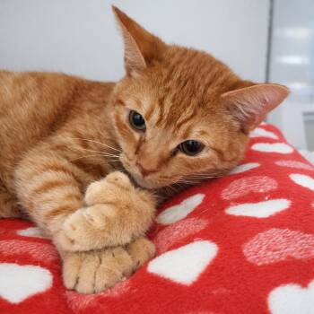 Extra Toes Cat Hemingway Polydactyl and Domestic Short Hair Cats Available for Adoption in Brighton, Missouri - Crescent | PetCurious