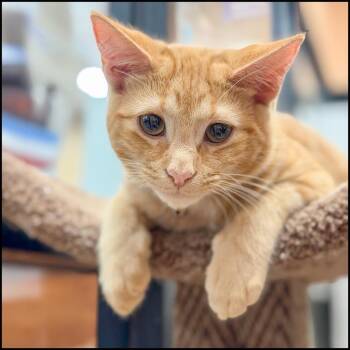Rollback -  Domestic Short Hair Cat for Adoption in Roswell, Georgia - Rollback | PetCurious