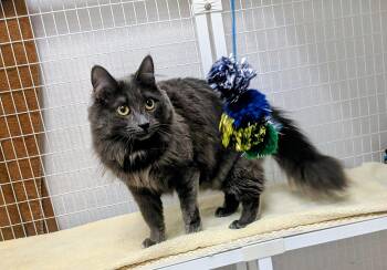 Domestic Medium Hair Cats Available for Adoption in Medfield, Massachusetts - Casey | PetCurious