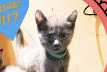 Rescue Domestic Short Hair Cats for Adoption in Clymer, Pennsylvania - Pawl McCartney | PetCurious