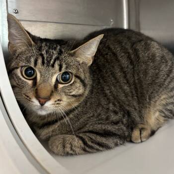 Rescue Domestic Short Hair Cats for Adoption in Corpus Christi, Texas - Maddox | PetCurious