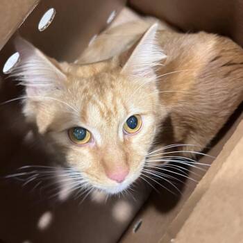 Nalu -  Domestic Medium Hair Cat for Adoption in Tampa, Florida - Nalu | PetCurious