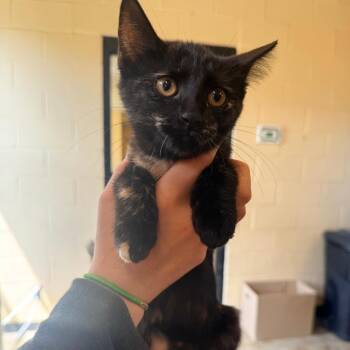 Lavender -  Domestic Short Hair Cat for Adoption in Corinth, Mississippi - Lavender | PetCurious