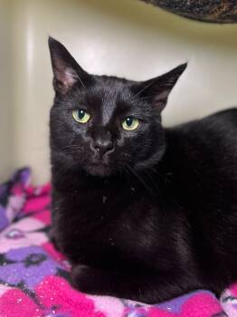 Rescue Domestic Short Hair Cats for Adoption in Menomonie, Wisconsin - Nicklaus | PetCurious