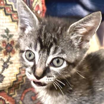 Poika -  Domestic Short Hair Cat for Adoption in Cumming, Georgia - Poika | PetCurious