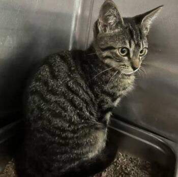 Tabasco -  Domestic Short Hair Cat for Adoption in Raleigh, North Carolina - Tabasco | PetCurious
