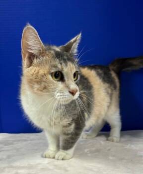 Eclipse -  Domestic Short Hair Cat for Adoption in Hawk Point, Missouri - Eclipse | PetCurious
