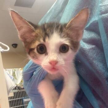 Willow w/ Wildflower -  Domestic Short Hair Cat for Adoption in Flagstaff, Arizona - Willow W/ Wildflower | PetCurious