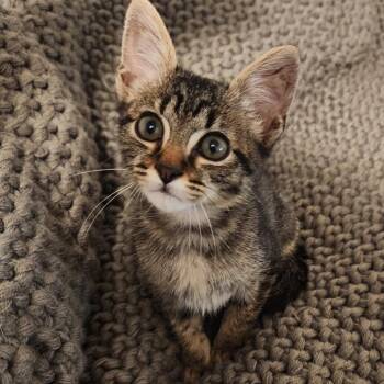 Cecil -  Domestic Short Hair Cat for Adoption in San Antonio, Texas - Cecil | PetCurious