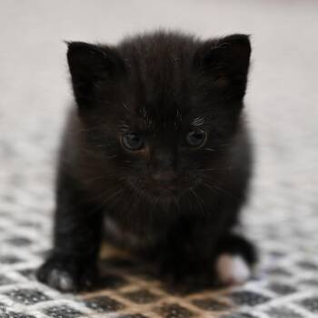 Domestic Short Hair Cats Available for Adoption in Chapel Hill, North Carolina - Sage | PetCurious