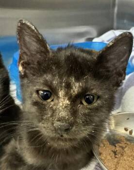 SERRANO -  Domestic Short Hair Cat for Adoption in Corpus Christi, Texas - SERRANO | PetCurious