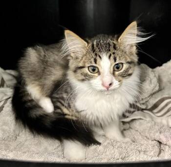FETA -  Domestic Short Hair Cat for Adoption in Kalamazoo, Michigan - FETA | PetCurious