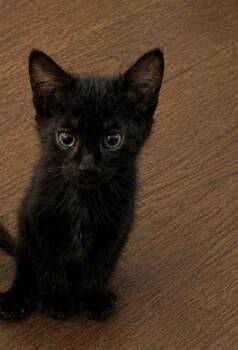 Bluebell -  Domestic Short Hair Cat for Adoption in Homer Glen, Illinois - Bluebell | PetCurious