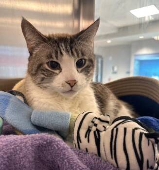 Rescue Domestic Short Hair Cats for Adoption in Twinsburg, Ohio - Pharaoh | PetCurious