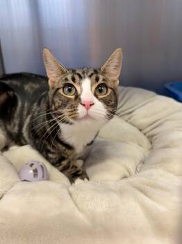 Kit Kat -  Domestic Short Hair Cat for Adoption in Wantagh, New York - Kit Kat | PetCurious