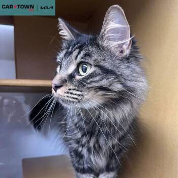 Domestic Long Hair Cats Available for Adoption - Khajiit | PetCurious