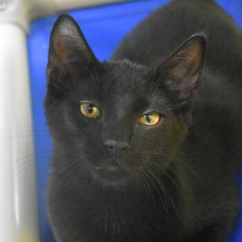 Everest -  Domestic Short Hair Cat for Adoption in St. Petersburg, Florida - Everest | PetCurious