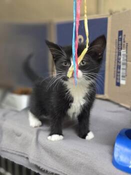 Pewee -  Domestic Short Hair Cat for Adoption in Westland, Michigan - Pewee | PetCurious
