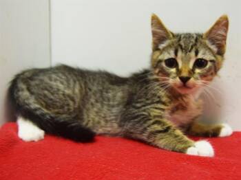 Rescue Domestic Short Hair Cats for Adoption in Sacramento, California - ZORBA | PetCurious