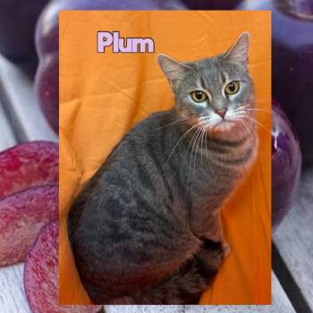 Plum -  Domestic Short Hair Cat for Adoption in Royse City, Texas - Plum | PetCurious