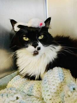 Rescue Domestic Long Hair Cats for Adoption in Indiana, Pennsylvania - Duchess | PetCurious