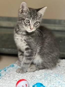 Roly Poly- 61287817 -  Domestic Short Hair Cat for Adoption in Elko, Nevada - Roly Poly- 61287817 | PetCurious