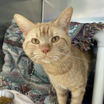 American Shorthair Cats Available for Adoption in Walker, Michigan - Macaveli | PetCurious