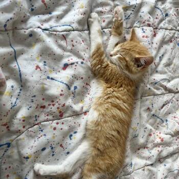 Squishy -  Domestic Short Hair Cat for Adoption in Chicago, Illinois - Squishy | PetCurious