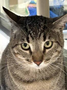Milo -  Domestic Short Hair Cat for Adoption in Hamilton, Montana - Milo | PetCurious