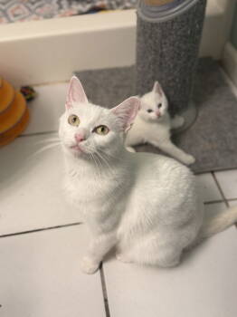 Rescue Domestic Short Hair Cats for Adoption in Fenton, Missouri - Lovey | PetCurious