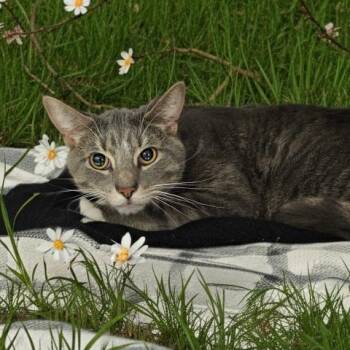 Domestic Medium Hair Cats Available for Adoption - RONALD | PetCurious