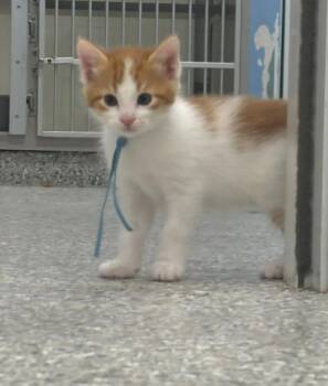 Cheeto -  Domestic Short Hair Cat for Adoption in Viroqua, Wisconsin - Cheeto | PetCurious