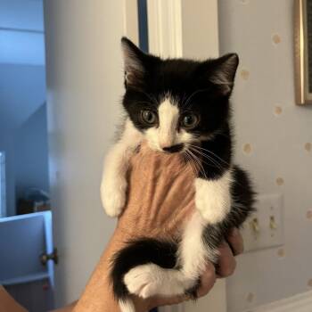 King Cake -  Domestic Medium Hair Cat for Adoption in Charlottesville, Virginia - King Cake | PetCurious