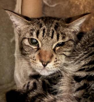 Slipper Shell -  Domestic Short Hair Cat for Adoption in Walnut Creek, California - Slipper Shell | PetCurious