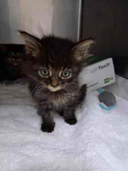 Rescue Domestic Short Hair Cats for Adoption in Fort Walton Beach, Florida - GOMEZ | PetCurious