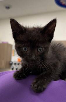 LOVERBOY -  Domestic Short Hair Cat for Adoption in Baytown, Texas - LOVERBOY | PetCurious