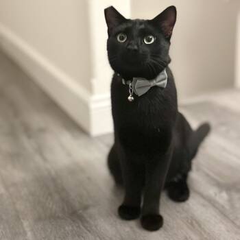 Rescue Domestic Short Hair Cats for Adoption in Long Beach, California - Yuki | PetCurious